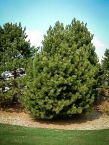 Сосна Чёрная (Pinus Nigra) купить по цене от 270.00р. в интернет-магазине «Посадика» с доставкой почтой в в Чухломае и по всей России – [изображение №1].