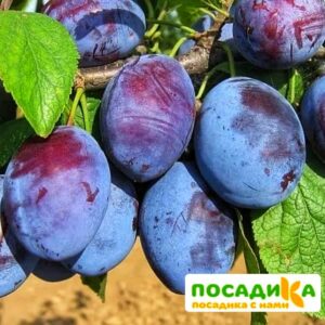 Слива Чачакская ранняя купить по цене от 229.00р. в интернет-магазине «Посадика» с доставкой почтой в в Чухломае и по всей России – [изображение №1].