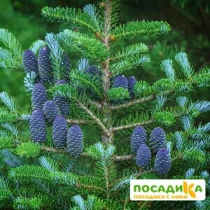 Пихта корейская (Abies koreana) купить по цене от 450.00р. в интернет-магазине «Посадика» с доставкой почтой в в Чухломае и по всей России – [изображение №1].