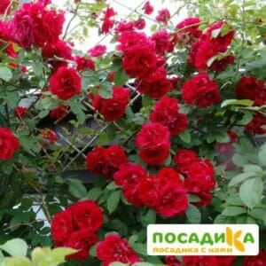 Роза плетистая Амадеус купить по цене от 399.00р. в интернет-магазине «Посадика» с доставкой почтой в в Чухломае и по всей России – [изображение №1].