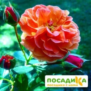 Роза Арабия купить по цене от 350.00р. в интернет-магазине «Посадика» с доставкой почтой в в Чухломае и по всей России – [изображение №1].