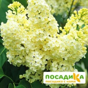 Сирень Примроуз (Primrose) купить по цене от 529.00р. в интернет-магазине «Посадика» с доставкой почтой в в Чухломае и по всей России – [изображение №1].