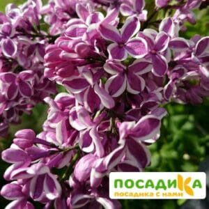 Сирень Сенсация купить по цене от 529.00р. в интернет-магазине «Посадика» с доставкой почтой в в Чухломае и по всей России – [изображение №1].