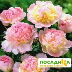 Пион Распберри Сандей (Paeonia Raspberry Sundae) купить по цене от 959р. в интернет-магазине «Посадика» с доставкой почтой в в Чухломае и по всей России – [изображение №1].