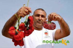 Клубника Гигант Джорнея купить по цене от 266р. в интернет-магазине «Посадика» с доставкой почтой в в Чухломае и по всей России – [изображение №1].