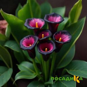 Калла Аура Лейс купить по цене от 400р. в интернет-магазине «Посадика» с доставкой почтой в в Чухломае и по всей России – [изображение №1].