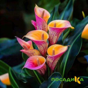 Калла Оникс купить по цене от 450р. в интернет-магазине «Посадика» с доставкой почтой в в Чухломае и по всей России – [изображение №1].