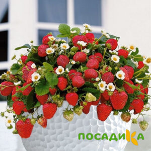 Клубника Рубиновый Шепот (горшечная) купить по цене от 240р. в интернет-магазине «Посадика» с доставкой почтой в в Чухломае и по всей России – [изображение №1].