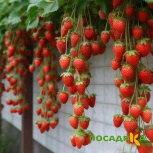 Клубника вьющаяся Комплимент купить по цене от 470р. в интернет-магазине «Посадика» с доставкой почтой в в Чухломае и по всей России – [изображение №1].