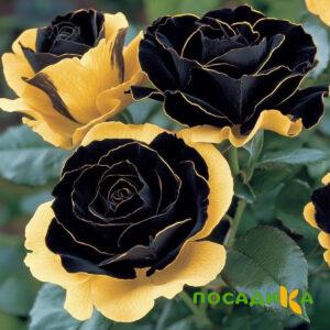 Роза Ханни Сикл купить по цене от 700р. в интернет-магазине «Посадика» с доставкой почтой в в Чухломае и по всей России – [изображение №1].