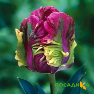 Тюльпан Экзотик Хэвен купить по цене от 186р. в интернет-магазине «Посадика» с доставкой почтой в в Чухломае и по всей России – [изображение №1].
